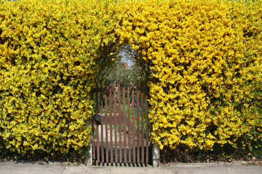 Ölbaumgewächs Bilder Durchsuchen 539 Archivfotos, und