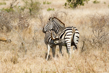 Obraz premium Suckling Mother Daughter Plains Zebra