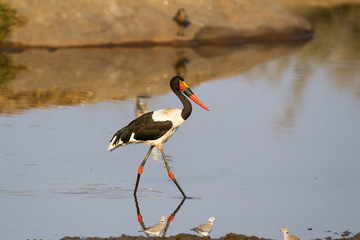 Saddle-billed Stork