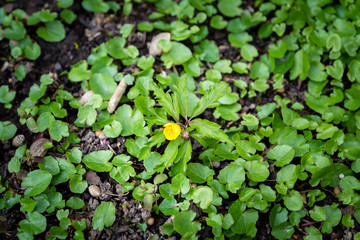 Yellow spring flower - anemone ranunculoides, yellow wood anemone, yellow anemone or buttercup anemone