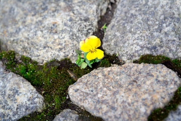 Single yellow pansy on a granite pathway