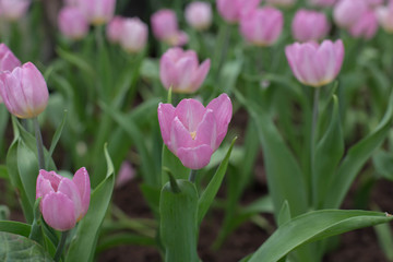 tulips