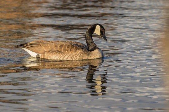 Canada Goose Reflected on a Lake