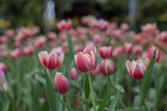 tulips