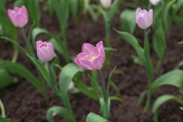 tulips