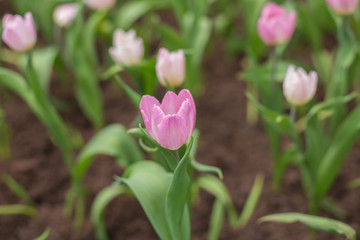 tulips