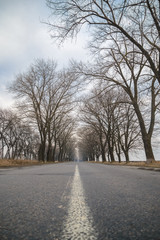 Empty tunnel of trees in autumn spring