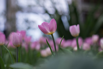 tulips