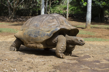Fototapeta premium Giant turtles, dipsochelys gigantea in La Vanille Nature Park, island Mauritius