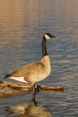 Canada Goose Reflected on a Lake