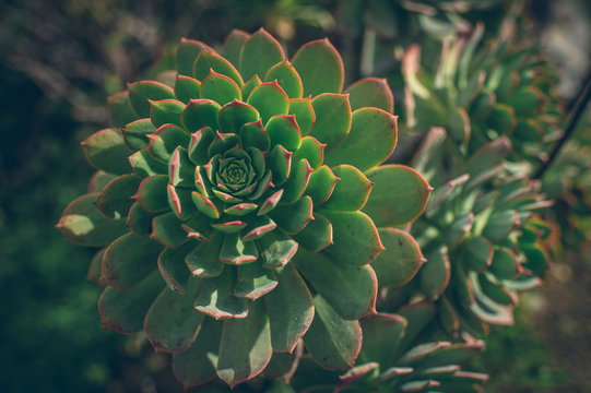 close up of mountain flower in Gran Canaria
