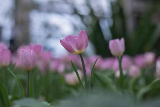 tulips