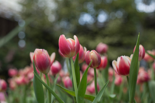 tulips