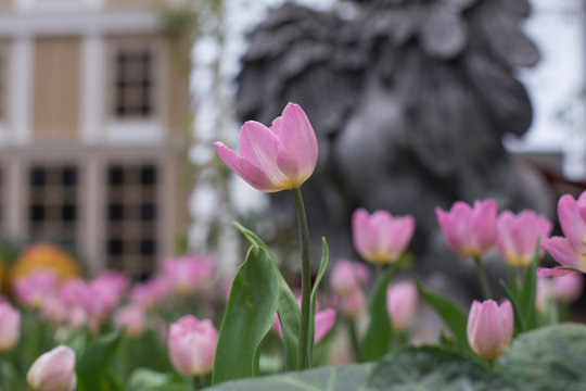 tulips