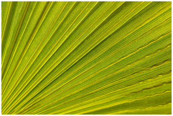 Palm leaf