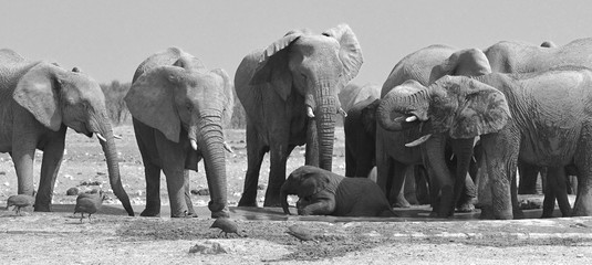 Elefanten am Wasserloch Okawao (Etosha Nationalpark) © anni94