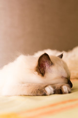 A sleeping Siamese kitten on a blanket