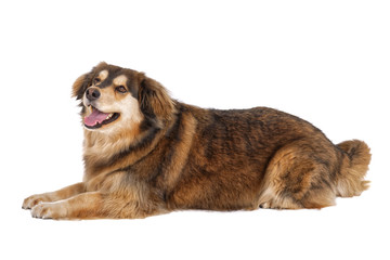 Lying dog on a white background