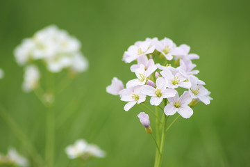 Wiesen-Schaumkraut, Cardamine pratensis