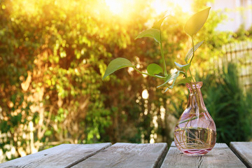 Green plant on wooden table outdoors afternoon