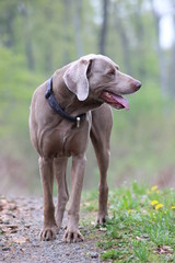 Weimaraner