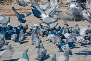 It is a lot of pigeons.
