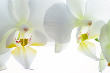 orchid flower