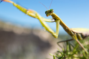 The European mantis (Mantis religiosa)