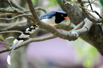 Blue Magpie catched a Brazilian turtle