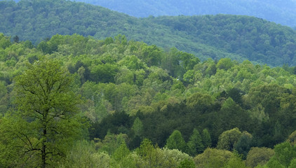 Spring Foliage, South Carolina