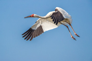 Siberian crane (Grus leucogeranus) in flight