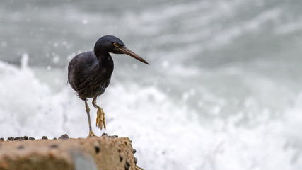 Pacific Reef Heron catching fish