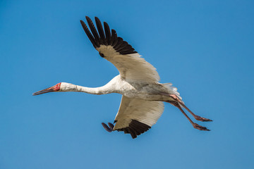 Siberian crane (Grus leucogeranus) in flight