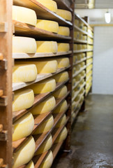 Affinage de fromage dans une cave France