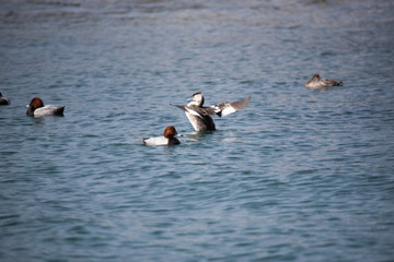 野鳥　水鳥　カンムリカイツブリ