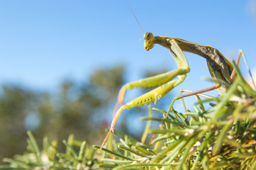 The European mantis (Mantis religiosa)