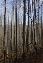 Autumn Mountains through Trees, Pisgah NF, NC