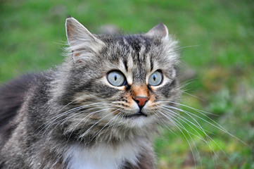 Fototapeta na wymiar Portrait of Norwegian Cat, Fluffy grey cat eyes