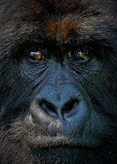 .....Mountain Gorilla Face