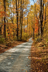 Autumn Scenic, Gravel Road, East TN