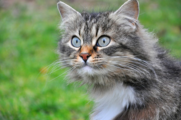 Portrait of  Norwegian Cat, Fluffy grey cat eyes