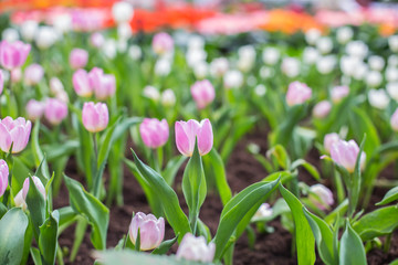 Red tulip orange 