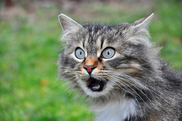 Hungry Norwegian  licking his lips, Fluffy cat licks, Cat talking, angry cat