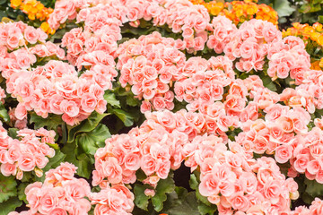 Fototapeta premium Roses in the garden