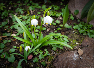 White early spring snowflake flowers  - leucojum vernum 