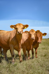 Drei braune Rinder stehen in Reihe auf einer Weide, Hochformat