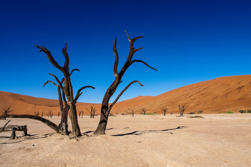 Namibia - Dead Vlei
