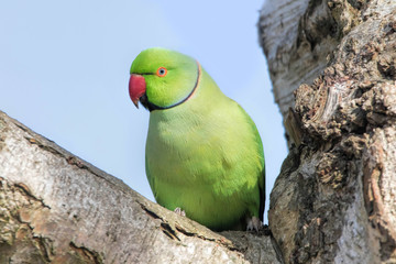 Naklejka premium Rose-Ringed Parakeet in tree. (Psittacula Krameri)