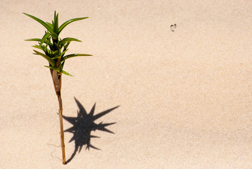 Luz, sombra, ideia, planta