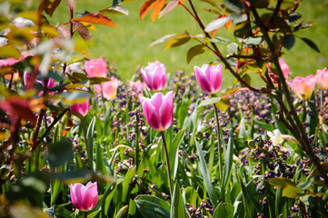 Violet tulips in Palais Royal garden in Paris. Spring background. Selective focus.